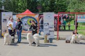 Samojedí dny 