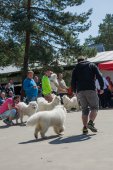 Samojedí dny 
