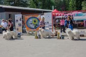Samojedí dny 