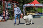 Samojedí dny 