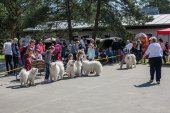Samojedí dny 