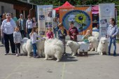 Samojedí dny 