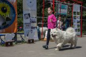 Samojedí dny 