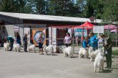 Samojedí dny 